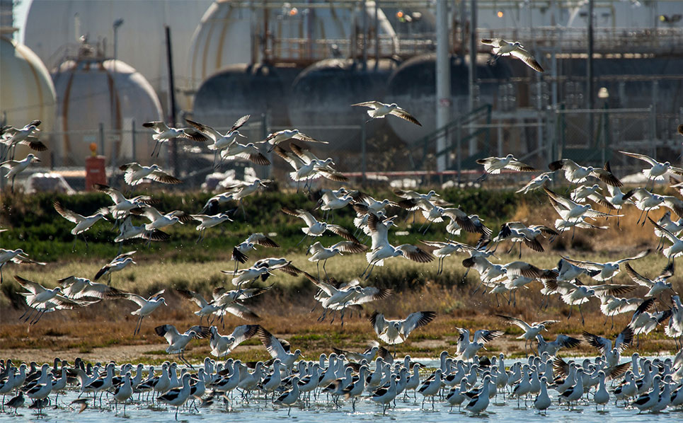 Richmond Refinery Environment with Birds